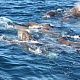 Встреча в открытом море со стаей моржей